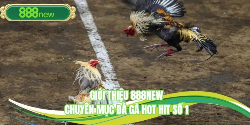 Giới thiệu 888NEW - Chuyên mục đá gà hot hit số 1